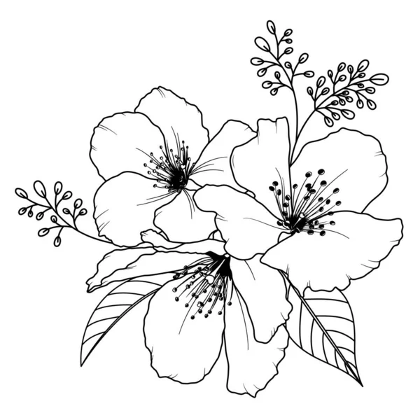 Schéma Fleur Cerisier Bouquet Sakura Dessiné Main Illustration Vectorielle — Image vectorielle