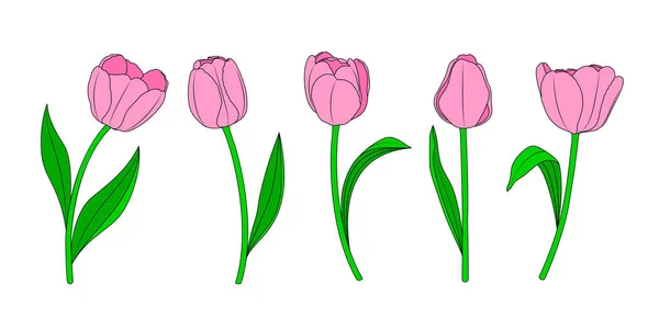 Fünf Rosa Tulpen Blühen Vektorillustration — Stockvektor