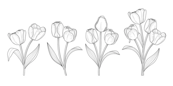 Grafische Umrisse Von Tulpenblüten Vektorillustration — Stockvektor