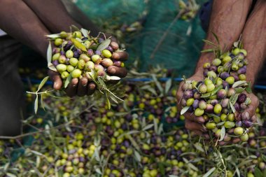 Zeytin hasadı ve bir çiftçinin elleri. Çiftçilerin yorgun elleri taze koparılmış zeytinleri tutarak, zeytinlerin yetişme geleneğini ve sıkı çalışmalarını gösteriyor. Kırsal yaşam, ağır işçilik.