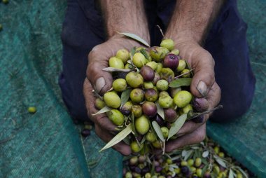 Zeytin hasadı ve bir çiftçinin elleri. Çiftçilerin yorgun elleri taze koparılmış zeytinleri tutarak, zeytinlerin yetişme geleneğini ve sıkı çalışmalarını gösteriyor. Kırsal yaşam, ağır işçilik.