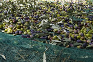 Zeytin ağaçları. Yeşil ağlar zeytin hasadı için yere serilmiştir. Arkasında dağlar olan pitoresk bir Akdeniz manzarası hasat zamanı geleneksel bir zeytinlik..