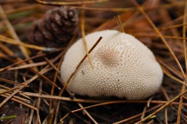 Ormandaki mantarlar. Orman zemininde sonbahar yaprakları, çam iğneleri ve dallarla kaplı bir mantar kümesi büyüyor. Doğal ormanlarında yabani mantarlar.