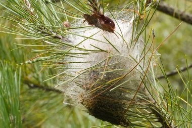 Çam ağacı dalındaki çam güvesi tırtılları tarafından örülmüş ipek bir yuvanın yakın çekimi. Ağ kozası yoğun yeşil çam iğneleri ve küçük enkazlarla çevrilidir..
