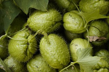 Dikenli su kabağı. Asmanın yaprakları ve dalları arasında koruyucu dikenleri olan yeşil sebzeler. Sağlıklı beslenme, tarım ürünleri, botanik, organik ürünler, ekoloji ve tropikal ekinler.