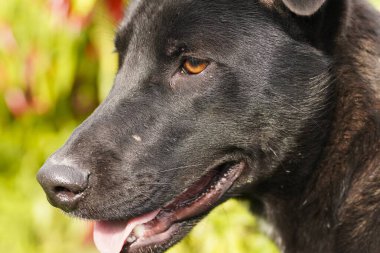 Siyah bir köpeğin yüzünün yakın çekimi, gözler, burun ve ceket dokusu gibi ayrıntıları yakalıyor. Portre köpeğin yüz ifadesini ve paltosunun zengin, koyu tonlarını vurguluyor..