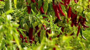 Bahçede kırmızı biber. Açık hava bahçesindeki yemyeşil bitkilerde olgun kırmızı biberler yetişir. Canlı biberler yaprakların arasında yoğun bir şekilde asılı, güneş ışığıyla yıkanmış..