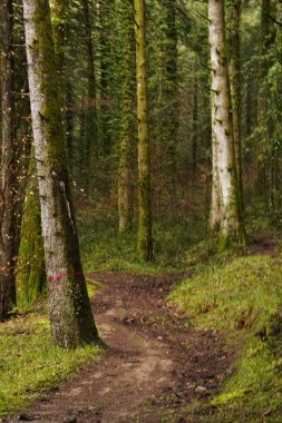 Yoğun yosunlu ormanda dolanan dar toprak bir patika. Yemyeşil bir ormanda kaybolan yuvarlak bir toprak izinin dikey görüntüsü. Yosun kaplı ağaç gövdeleri olan yeşil bir ormanda yürüyüş patikası..