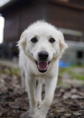 Mutlu, gülümseyen beyaz bir çoban kameraya doğru yürüyor. Gün boyunca yerde yürüyen neşeli beyaz bir köpeğin yakın çekimi..