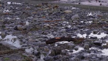 Akdeniz kasırgası sonrası palmiye ağaçlarıyla kaplı, sular altında kalmış bir sahil caddesi. Hurma ağaçları, salkımları sarkmış salkım salkım salkım evler, üstüne sarkmış sular....