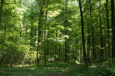 derin Orman yolundaki