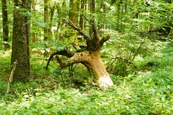 Árvore desenraizada na floresta — Fotografia de Stock