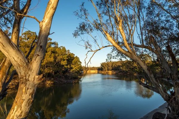 Sul fiume Murray la mattina presto — Foto Stock