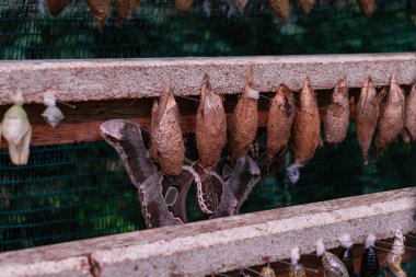 Pupa kozaları, Holometabola soyundan gelen böceklerin büyümeye devam etmek için sallanan üçüncü yaşam aşaması.