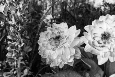 Dahlia çalı çiçeği, yemyeşil arka bahçeye yakın siyah beyaz