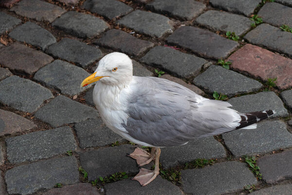 Глазокрылая чайка (Larus glaucescens) птица позирует на тротуаре