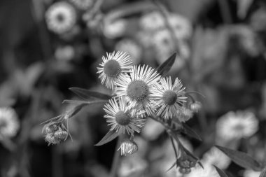 Doğa yeşillik arka planında büyüyen güzel papatya (Bellis perennis) çiçeklerinin yakın çekimi