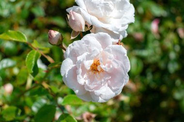 Rosa Moschata (misk gülü) çiçek başı yemyeşil arka planda yakın plan
