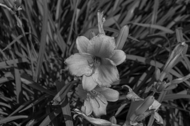 Gündüz çiçekleri ve tomurcukları siyah beyaz bir bahçede açar.