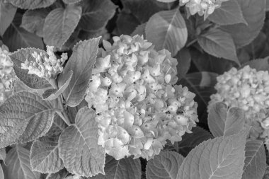 Ortanca çiçekli bitki, yemyeşil arka planda siyah beyaz