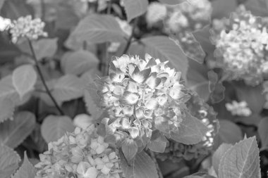 Ortanca çiçekli bitki, yemyeşil arka planda siyah beyaz