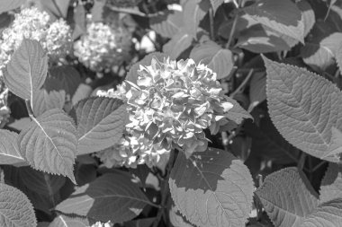 Ortanca çiçekli bitki, yemyeşil arka planda siyah beyaz