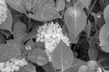 Ortanca çiçekli bitki, yemyeşil arka planda siyah beyaz