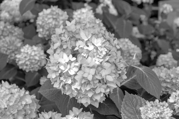 Ortanca çiçekli bitki, yemyeşil arka planda siyah beyaz