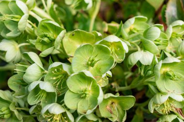 Helleborus tartışması (Korsika karabasanı) kap şeklinde çiçek kümesi
