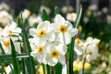 Beyaz şairlere yakın çekim Nergisler (Narcissus) çiçek başları gün ışığında çiçek açar