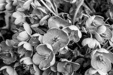 Helleborus, fincan şeklindeki çiçeklerin siyah ve beyaz olarak çiçek açtığını savunur.