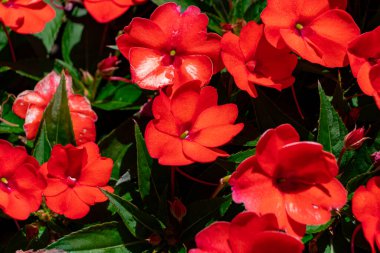 Meşgul Lizzie çiçeği olarak bilinen sabırsız Walleriana yakın plan çekimleri yapıyor.