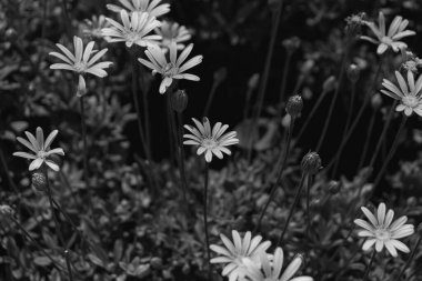 Mavi Felicia ya da mavi papatya çalısı (Felicia amelloides) yaz mevsiminde siyah beyaz çiçek açan küçük çiçek başları