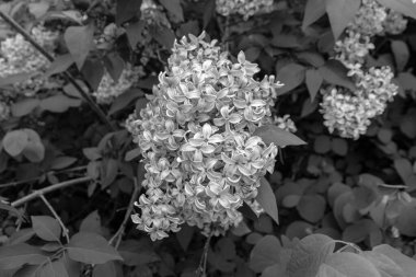 Şırınga kabuğu (yaygın leylak) çiçekleri siyah beyaz bir araya toplanır