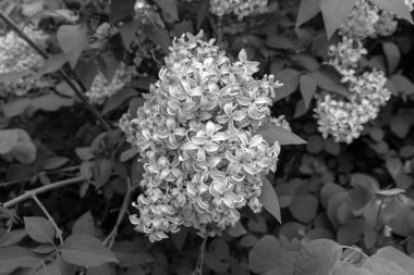 Şırınga kabuğu (yaygın leylak) çiçekleri siyah beyaz bir araya toplanır