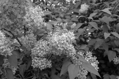 Şırınga kabuğu (yaygın leylak) çiçekleri siyah beyaz bir araya toplanır