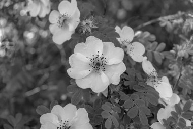 Köpek gülü (Rosa canina) çiçekli baş siyah beyaz