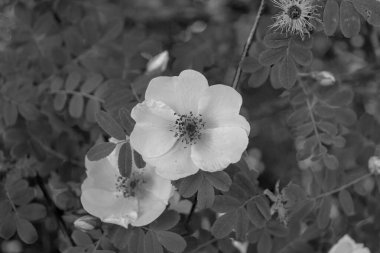 Köpek gülü (Rosa canina) çiçekli baş siyah beyaz