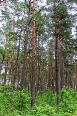 Dzintari, Letonya orman parkı ağaçları yeşillik