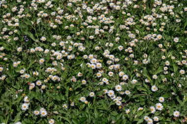 Yeşil arka planda yetişen güzel papatya (Bellis perennis) çiçekleri