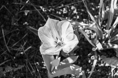Didier 'in lalesi (Tulipa gesneriana) çiçeğin başı, Lily ailesinin siyah ve beyaz çiçekli yakın çekimi.