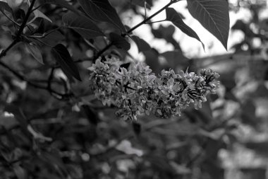 Şırınga kabuğu (yaygın leylak) çiçekleri siyah beyaz bir araya toplanır