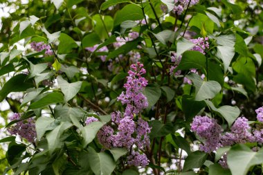 Şırınga kabuğu (yaygın leylak) çiçekleri yakın çekim
