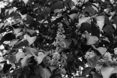 Şırınga kabuğu (yaygın leylak) çiçekleri siyah beyaz bir araya toplanır