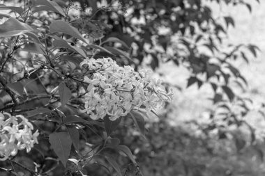 Şırınga kabuğu (yaygın leylak) çiçekleri siyah beyaz bir araya toplanır