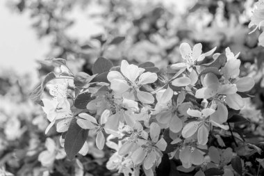 Yaban elması ağacı çiçekleri siyah ve beyaz olarak yaklaşır.