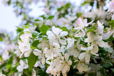 Yaban elması çiçeği çiçek açar.