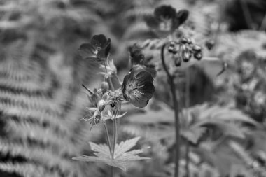 Ahşap turna gagası (Geranium sylvaticum) çiçek siyah ve beyaz bahar mevsiminde canlı çiçek açar