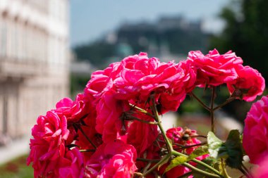 Bahçe gülleri çiçek başı yakın plan Mirabell Palace bahçe arka planı