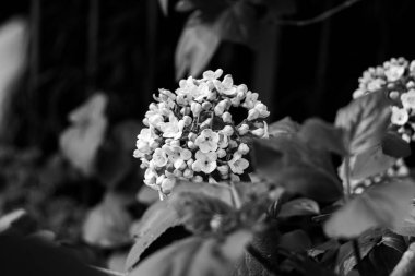 Viburnum tinus küçük çiçek başları, bitkisel büyümeyi, yemyeşil arka planda siyah ve beyaz